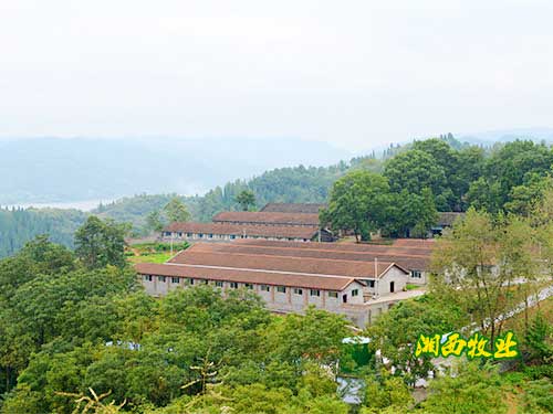 沅陵縣湘西黑豬養殖產業園園區實景圖